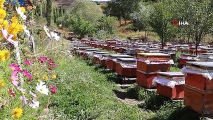 Arılara yazmayı öğreten adam ilk mezunlarını verdi