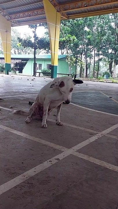 Dog Decides It's Nap Time During Basketball Game