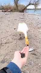 Well-Mannered Swan Thanks Man for Feeding it   PETASTIC