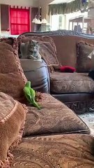 Funny Parrot Forces Cat to Get off the Couch   PETASTIC