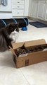 Cat Fighting Over a Box and it Gets More Intense   PETASTIC