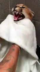 Caracal Cat Screaming After Bath   PETASTIC