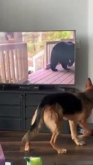 Dog Confused By The Moving Bear on TV Screen   PETASTIC