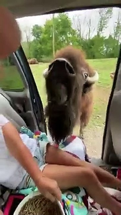 Little Girl Funny Encounter With Hungry OX   PETASTIC