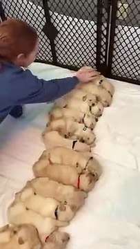 Cute Golden Retriever Puppies Sleeping Peacefully PETASTIC