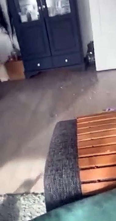 Cat Fail To Jump and Breaks Vas   PETASTIC