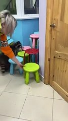 Intelligent Raccoon Knows How to Open a Door   PETASTIC