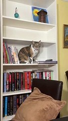 Cat Pushes Remote off Shelf   PETASTIC