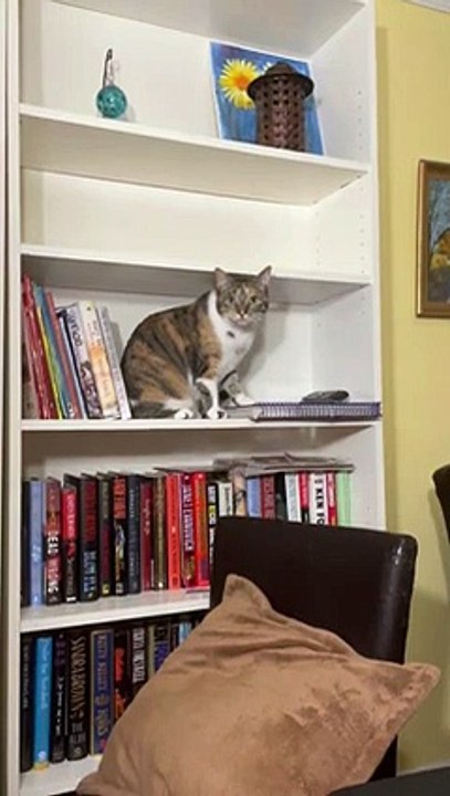 Cat Pushes Remote off Shelf   PETASTIC