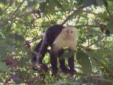 flv monkey
