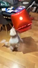 Dog Plays Volleyball With a Balloon   PETASTIC
