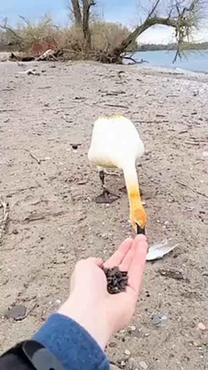 Well-Mannered Swan Thanks Man for Feeding it   PETASTIC