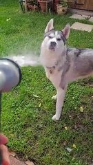 Husky vs. Water Hose' is the Friendly Fight You Need to See   PETASTIC