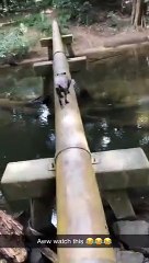 Dog Pushes Tiny Dog into Water   PETASTIC