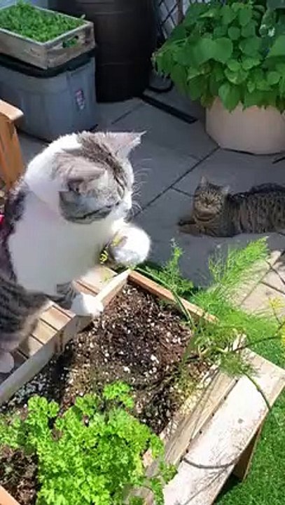 Cat proves that cats do help around the house...