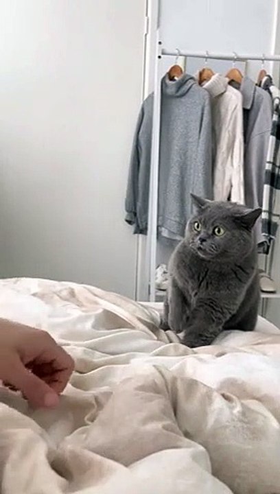 Cat Won't Stop Play-fighting   PETASTIC