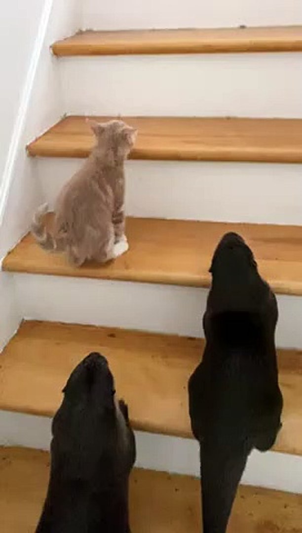 ⁣Otters Teaching Cute Kitten How To Climb The Stairs   PETASTIC