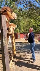 Camel Accidently Bites The Man   PETASTIC