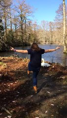 Funny Swan Attacking Girl   PETASTIC