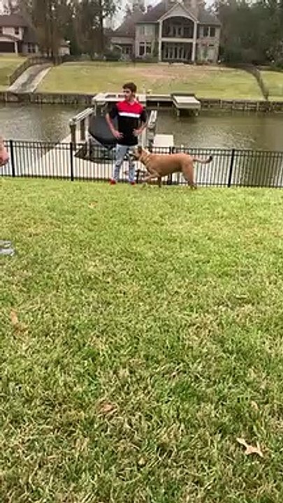 Dog Knocking Down the Boy   PETASTIC