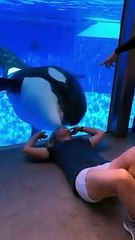 Orca Whale Dancing With Woman   PETASTIC