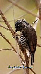 Aves del Uruguay - Carpintero Barrado