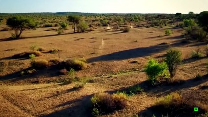 24 Horas Salvajes - La Sabana Africana - Documental