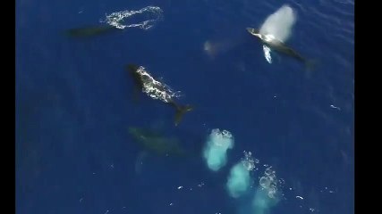 Animals of sea voice of baleen and other animals