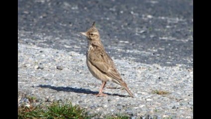 Crested lark