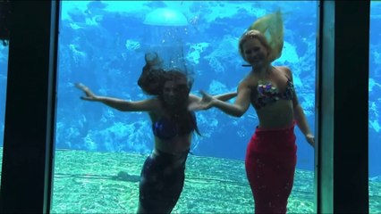 Music Video: a Weeki Wachee Opening