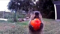 Há anos que esta marmota ‘rouba’ vegetais – e come-os em frente a câmaras