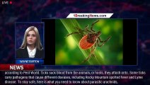 What does a tick look like? Here's what the bug (and its bites) look like - 1breakingnews.com