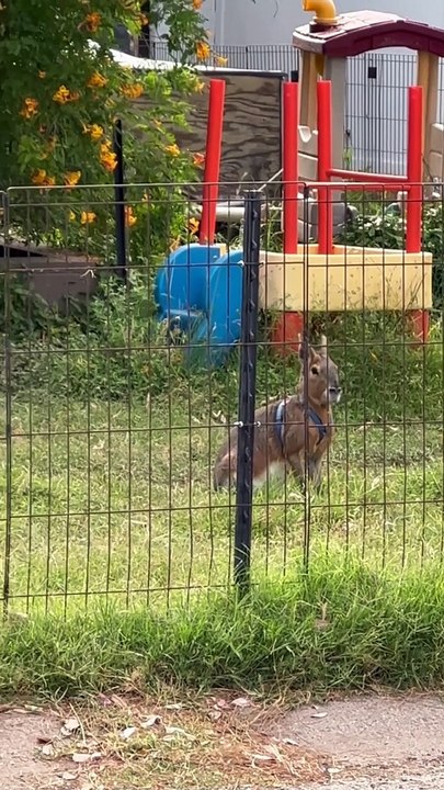 Strange Pet Spotted In Yard