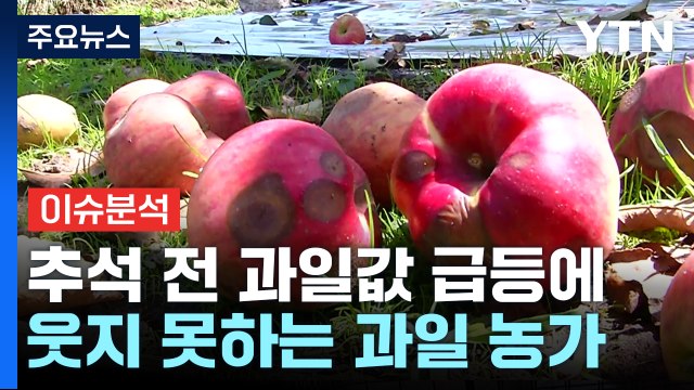 [뉴스라이더] 올 추석 '금사과'...과일 농가, 웃지 못하는 이유는? / YTN