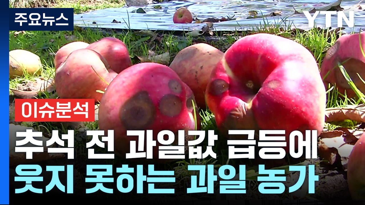 [뉴스라이더] 올 추석 '금사과'...과일 농가, 웃지 못하는 이유는? / YTN