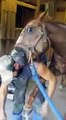 Horse behaves hilariously while farrier attempts to file hoof