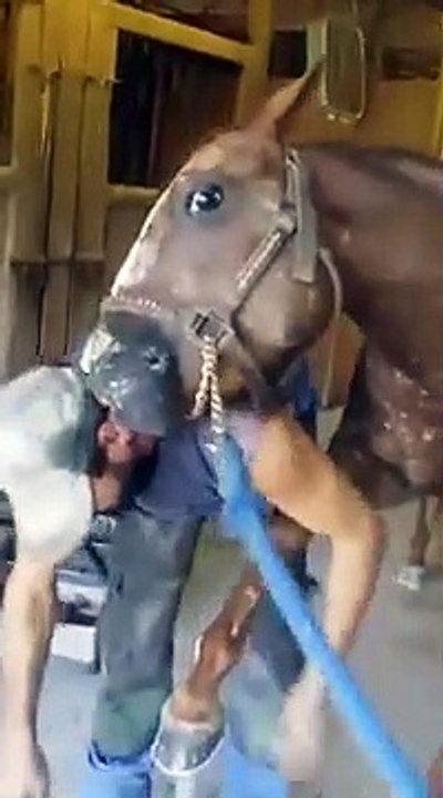 Horse behaves hilariously while farrier attempts to file hoof