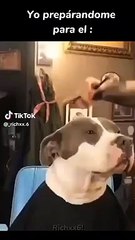 Pitbull se alista para el partido Perú vs. Paraguay