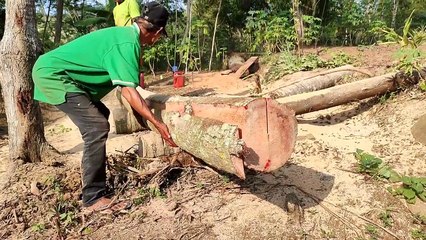 Coconut Wood Sawing Process, Making Blocks Measuring 8 cm × 12 cm for House Construction materials