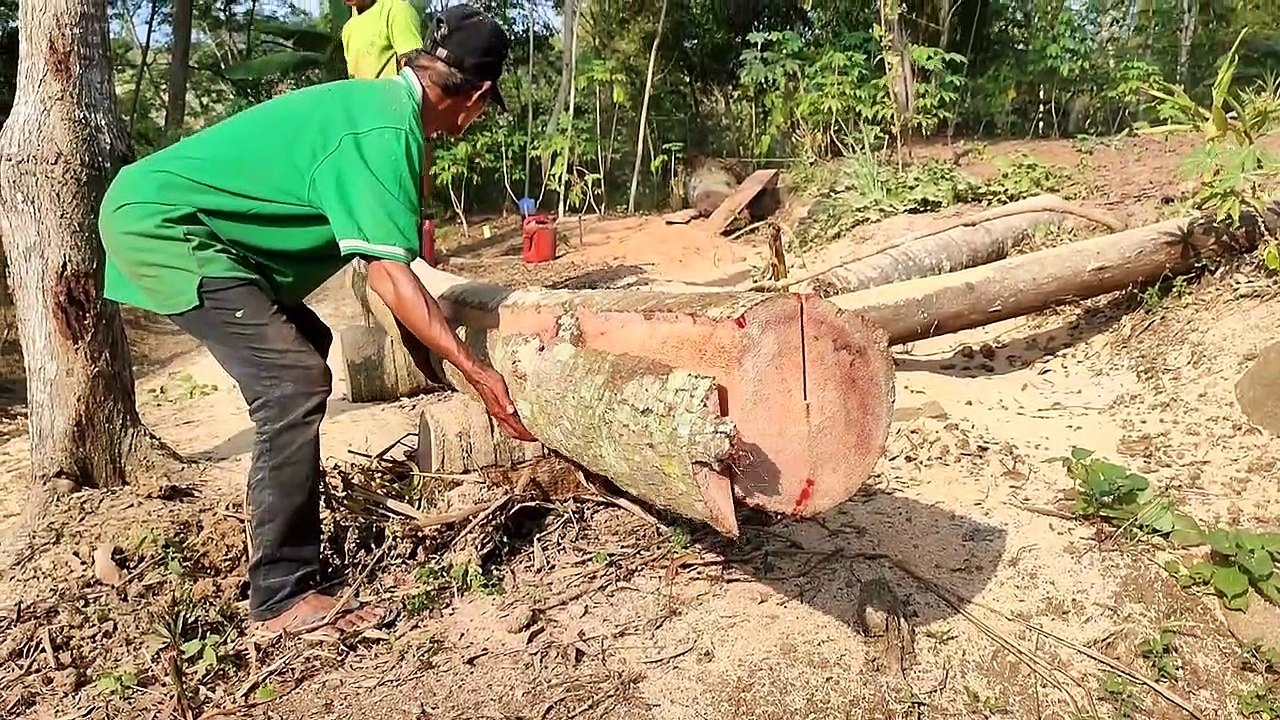 Coconut Wood Sawing Process, Making Blocks Measuring 8 cm × 12 cm for House Construction materials