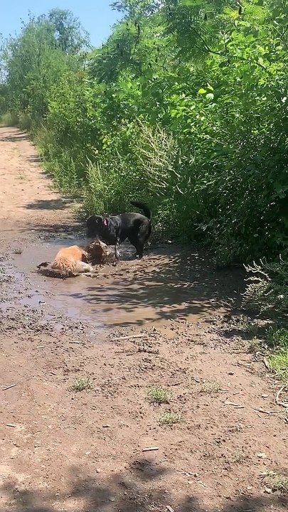 Lucy Loves Her Mud Baths
