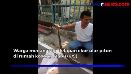 Heboh! Warga Tangkap 8 Ekor Ular Piton di Rumah Kosong Utan Kayu Selatan