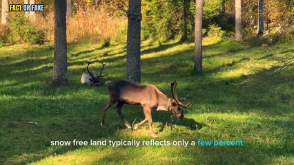 Reindeer can see the world in ultraviolet light