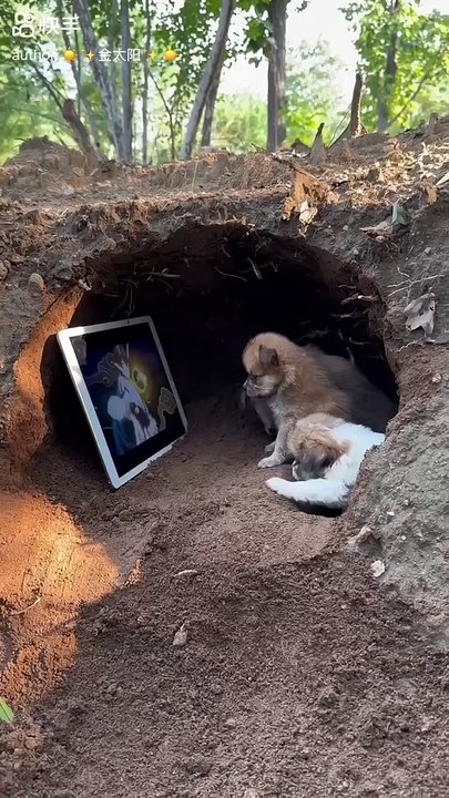 Dogs are watching tab