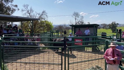 Millah Murrah bull sells for big price early on in sale