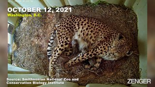 5 Minute old of 5 cheetah cubs at the Smithsonian's National Zoo : So Adorable family (Video)