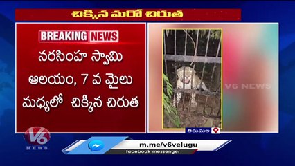 Operation Cheetah  _ Another Leopard Trapped In Tirumala _ V6 News