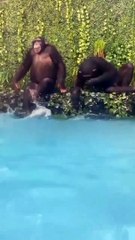 Sipanse gabut bermain air.