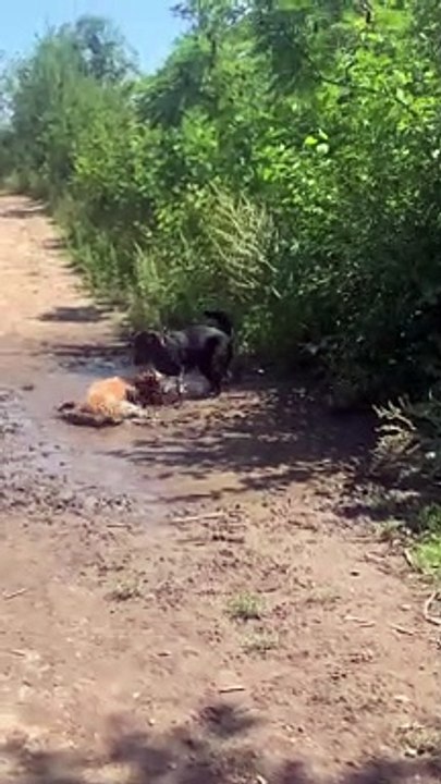 Lucy Loves Her Mud Baths