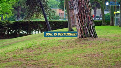 What are the Signs of Your Tree Needing a Risk Assessment